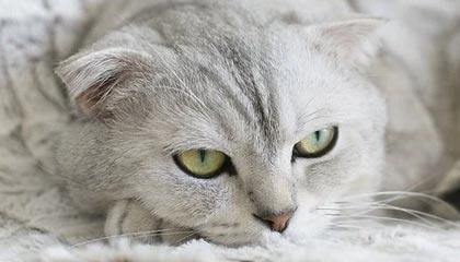 开云体育_ 《新大话西游手游》电竞赛事曝光，玩家期待值飙升，大话西游手游最新视频