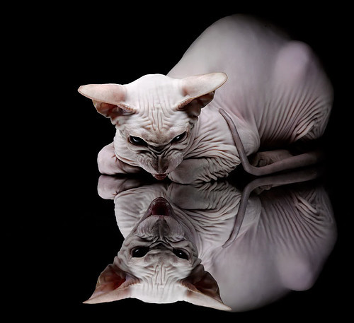 全国游泳锦标赛,池中英豪争夺荣耀,全国游泳冠军赛2021视频