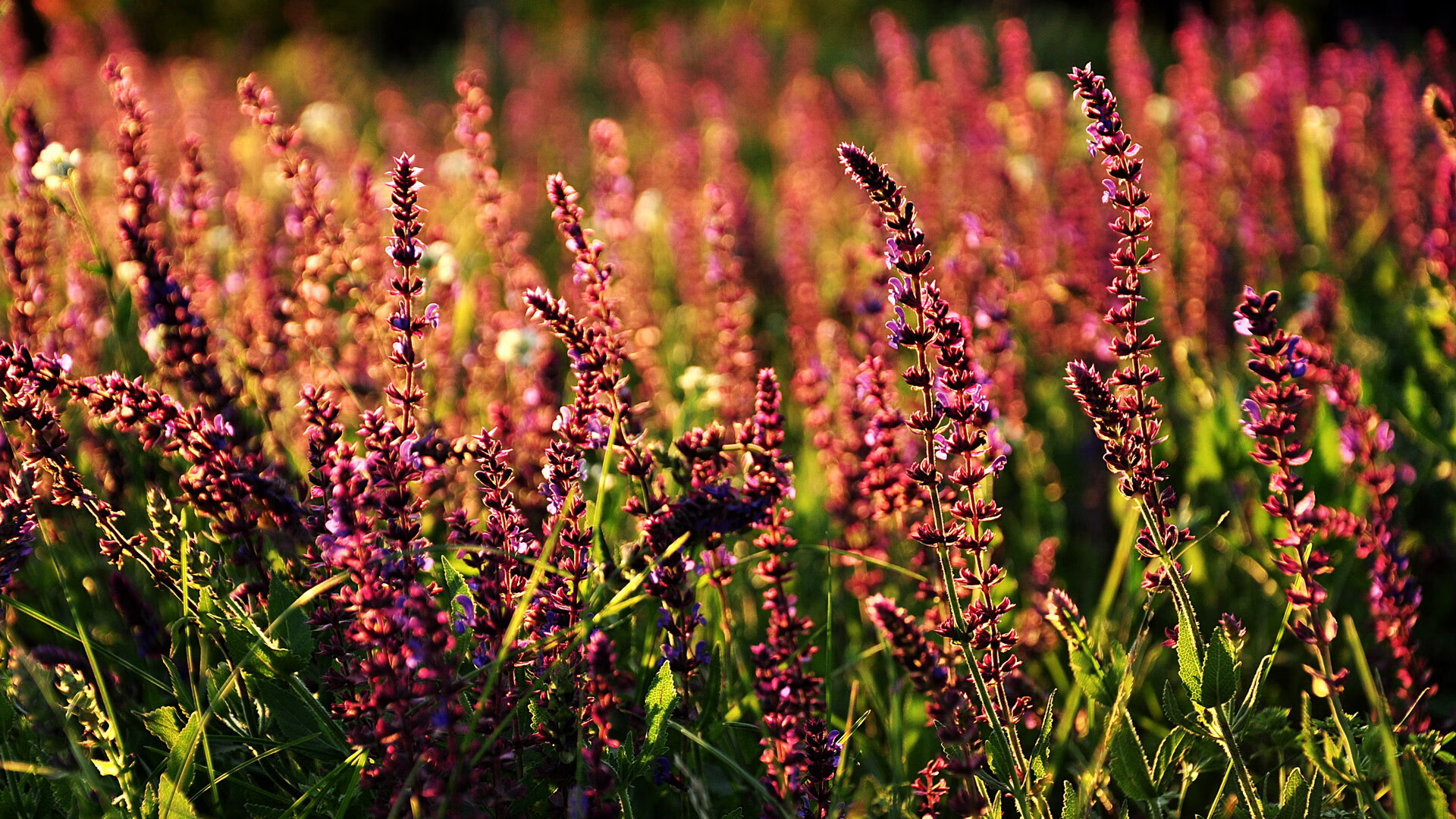 史上最年轻的“欧洲金靴”首秀欧冠，最年轻欧冠进球