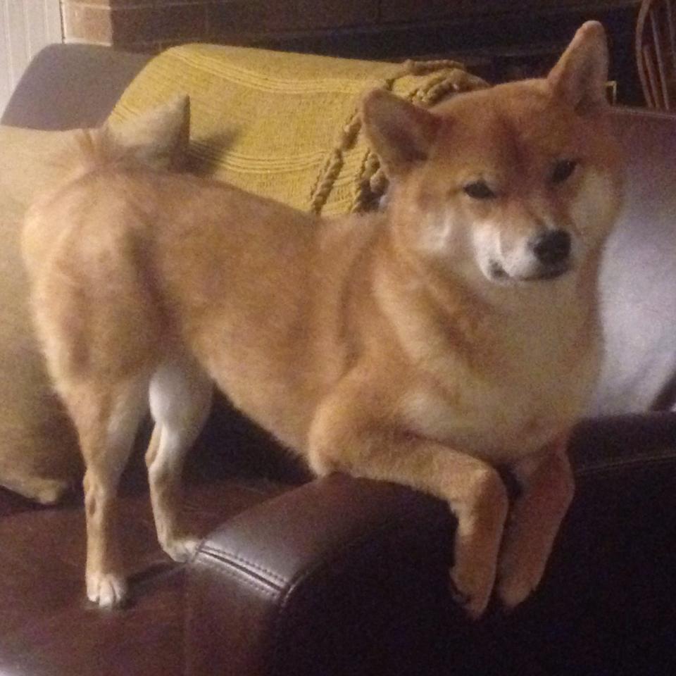 库兹马诺维奇在巴黎奥运会手球比赛中展现出高水平的反应速度，库兹马球技