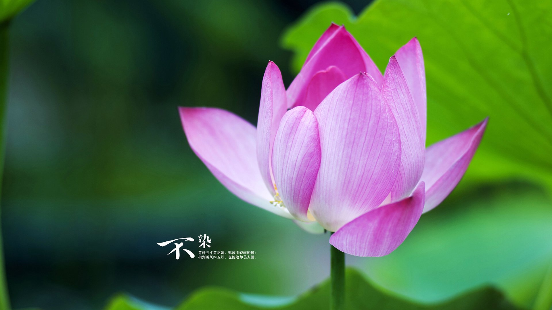 拜仁慕尼黑2-2战平多特,德甲榜首之争再升级,拜仁慕尼黑2_1多特蒙德