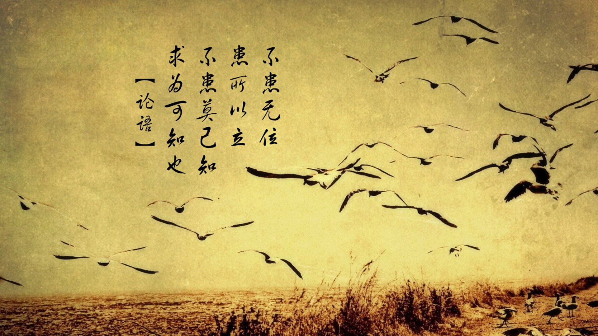 海外游艇比赛，领略海上运动的奢华风采，游艇大赛