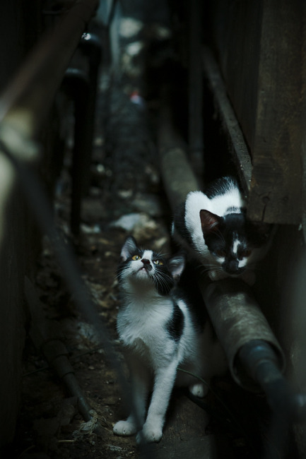 赛事直播:高清画质带你身临其境,赛事直播app