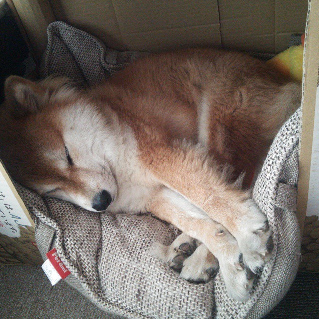 BLG教练组集体持有国际执教认证资格，blg官宣前ig教练加入