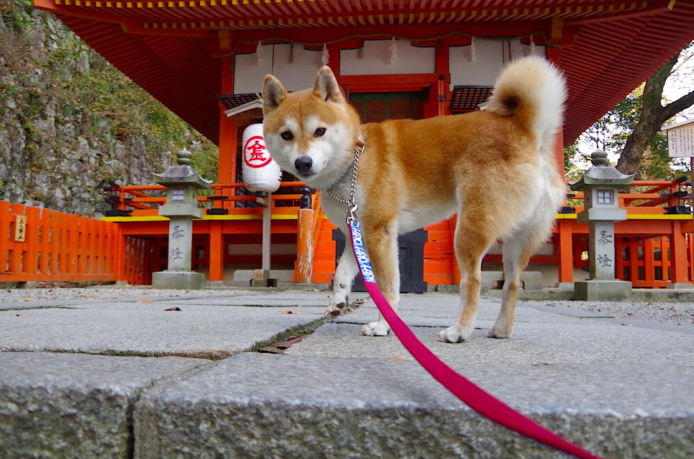 LCS世界赛对手分析出炉,lcs赛制