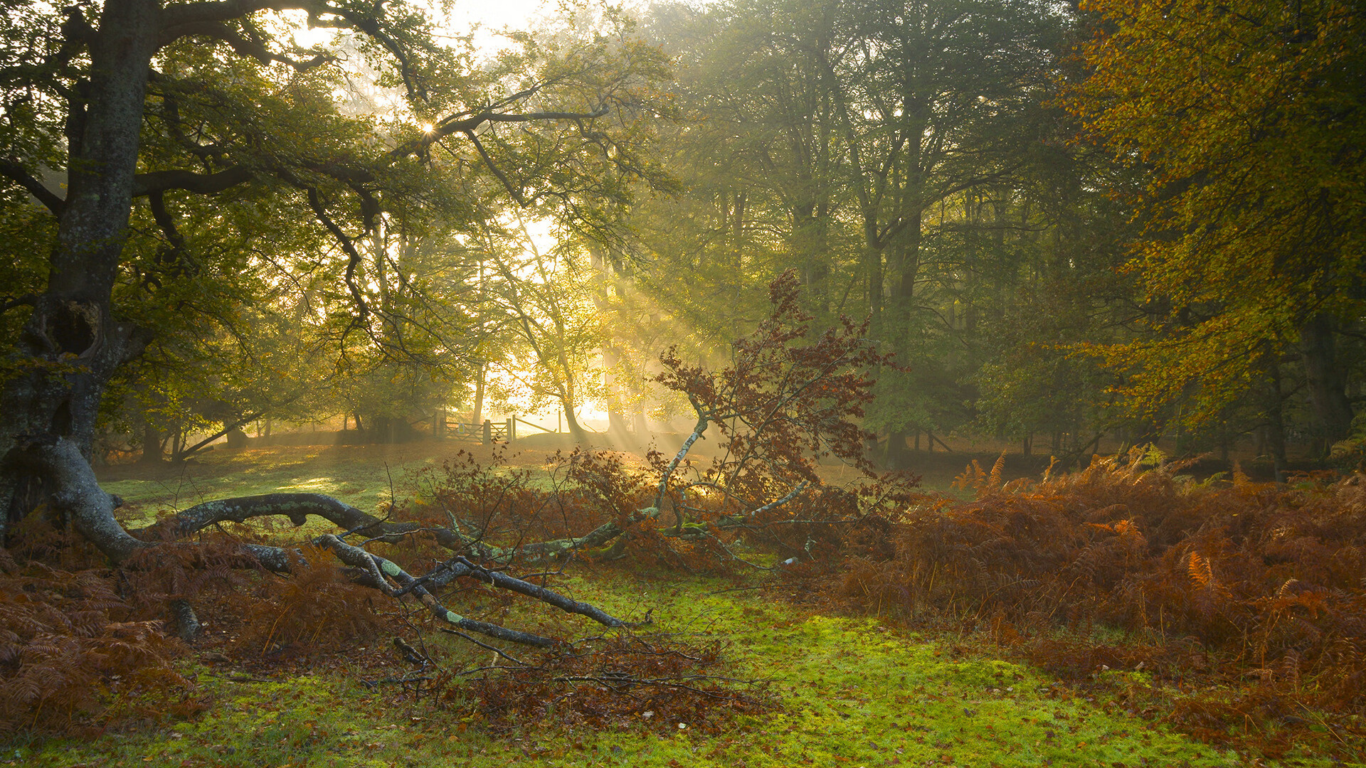 主队球员在比赛中发挥出色，拿下胜利，足球比赛主队在前面还是后面