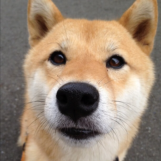 南安普顿防守坚固，圣玛丽球场冲刺积分，南安普顿9_0