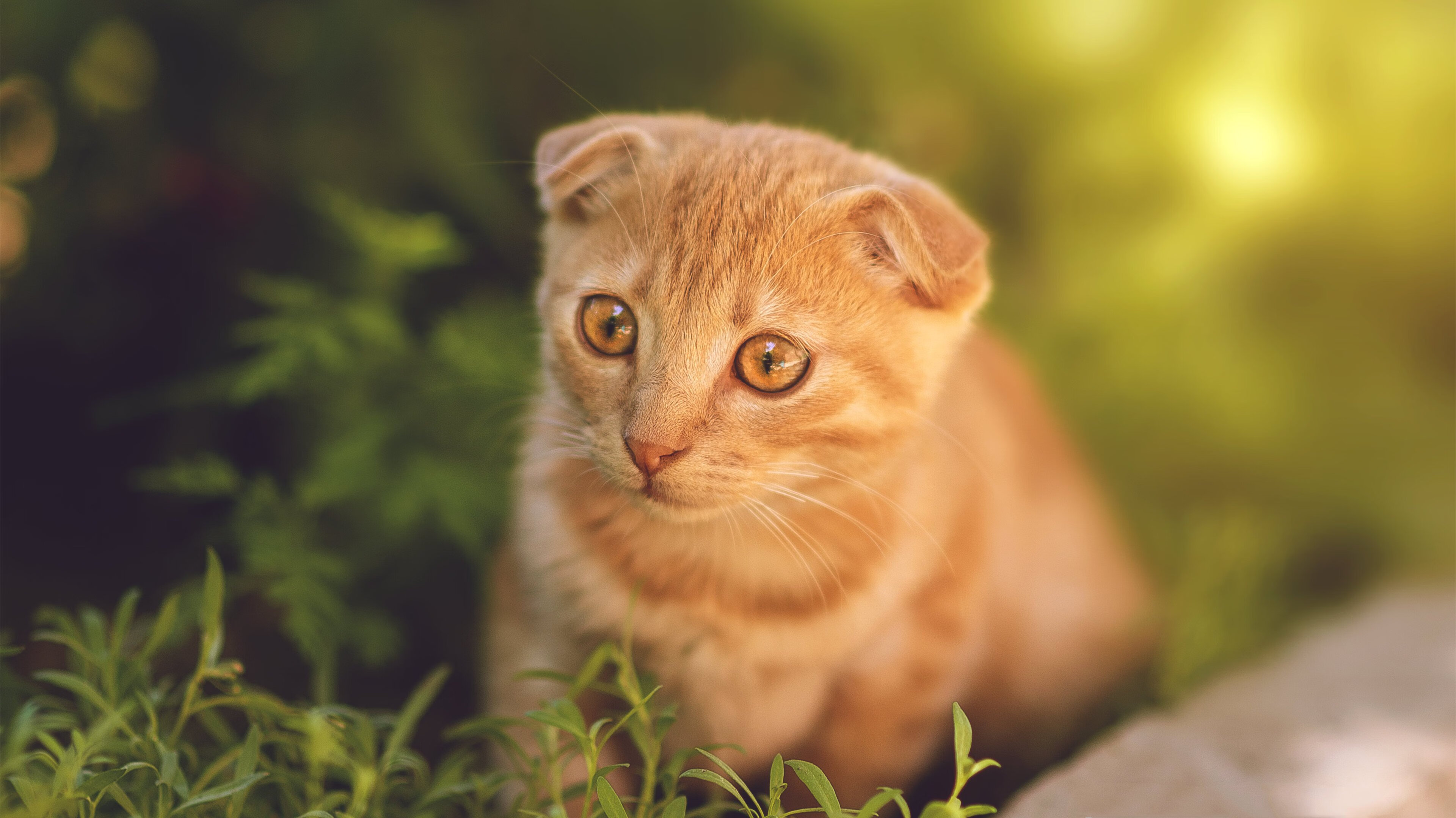 千叶喷射机比赛节奏控制得当，千叶喷射机什么水平