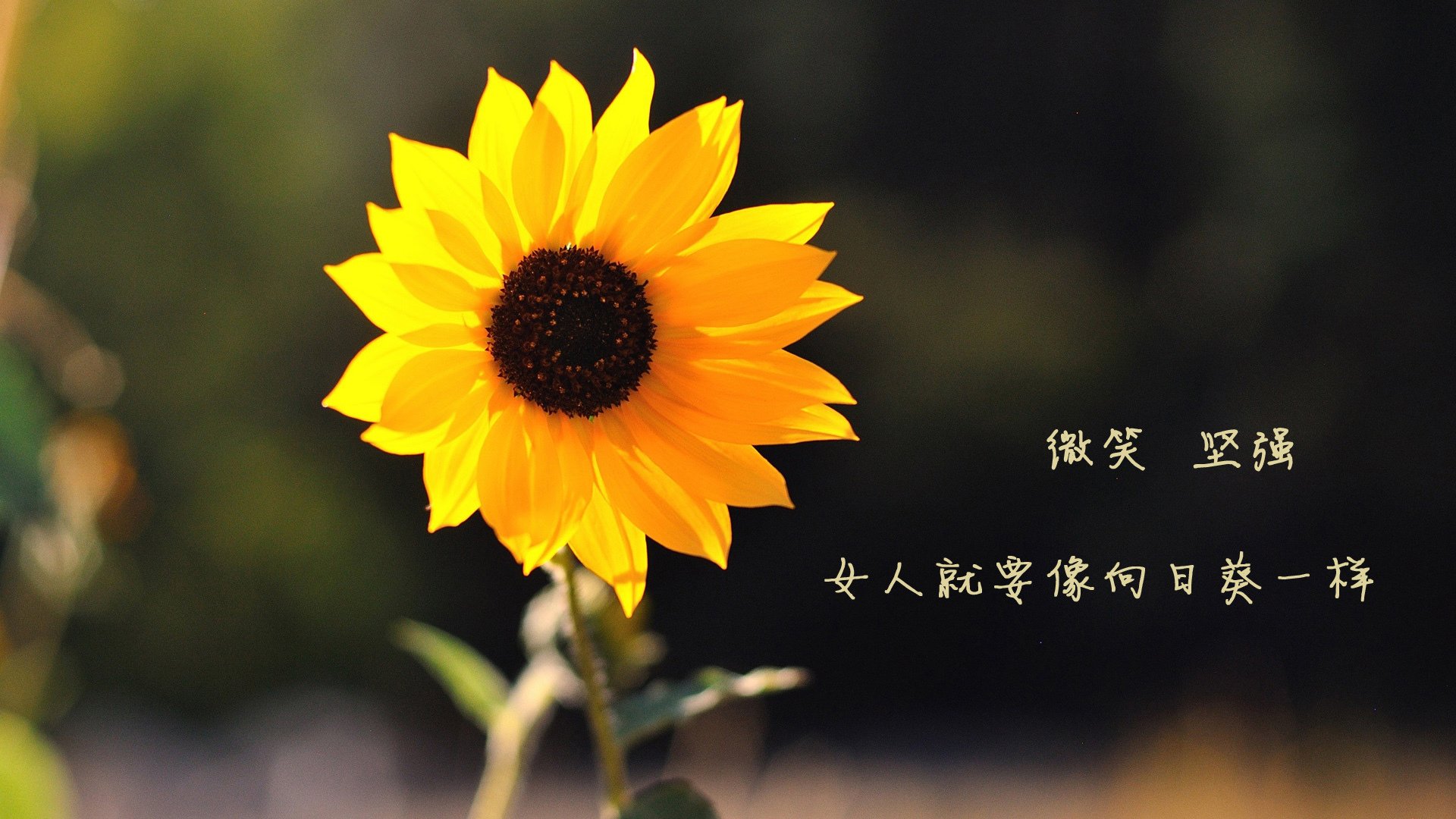 墨西哥男足在巴黎奥运会上表现出色，赢得多场比赛，墨西哥男足奥运会冠军阵容