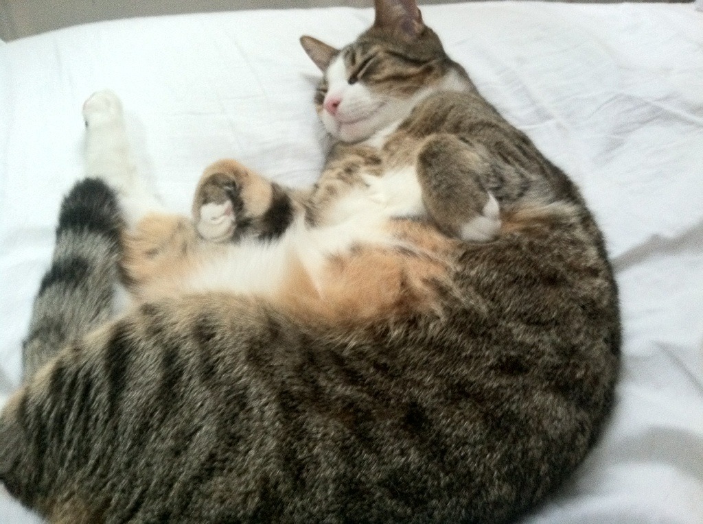 战意盎然球员对决，双方风格碰撞交织激情，战意比赛规则