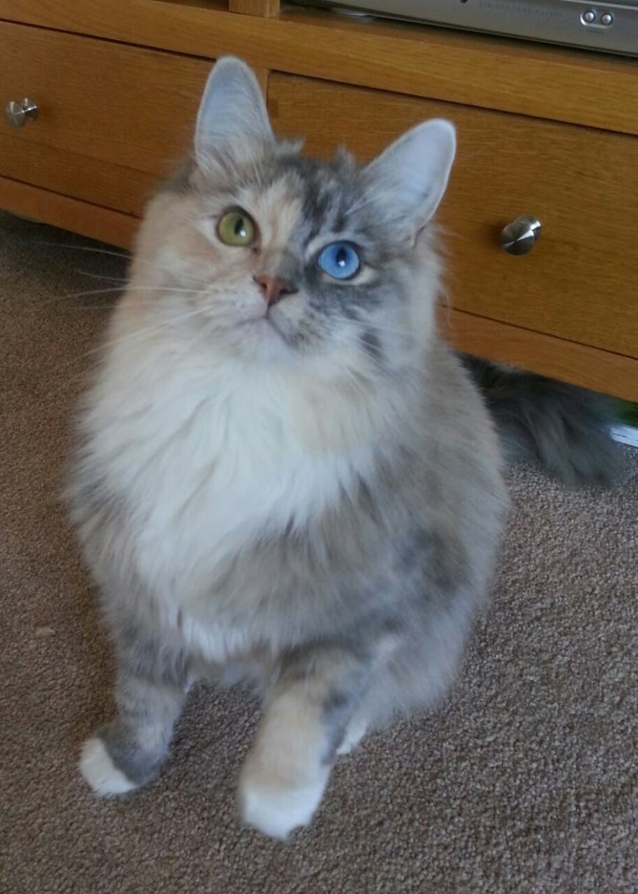 新疆广汇球员转会市场受关注，新疆广汇队球员名单