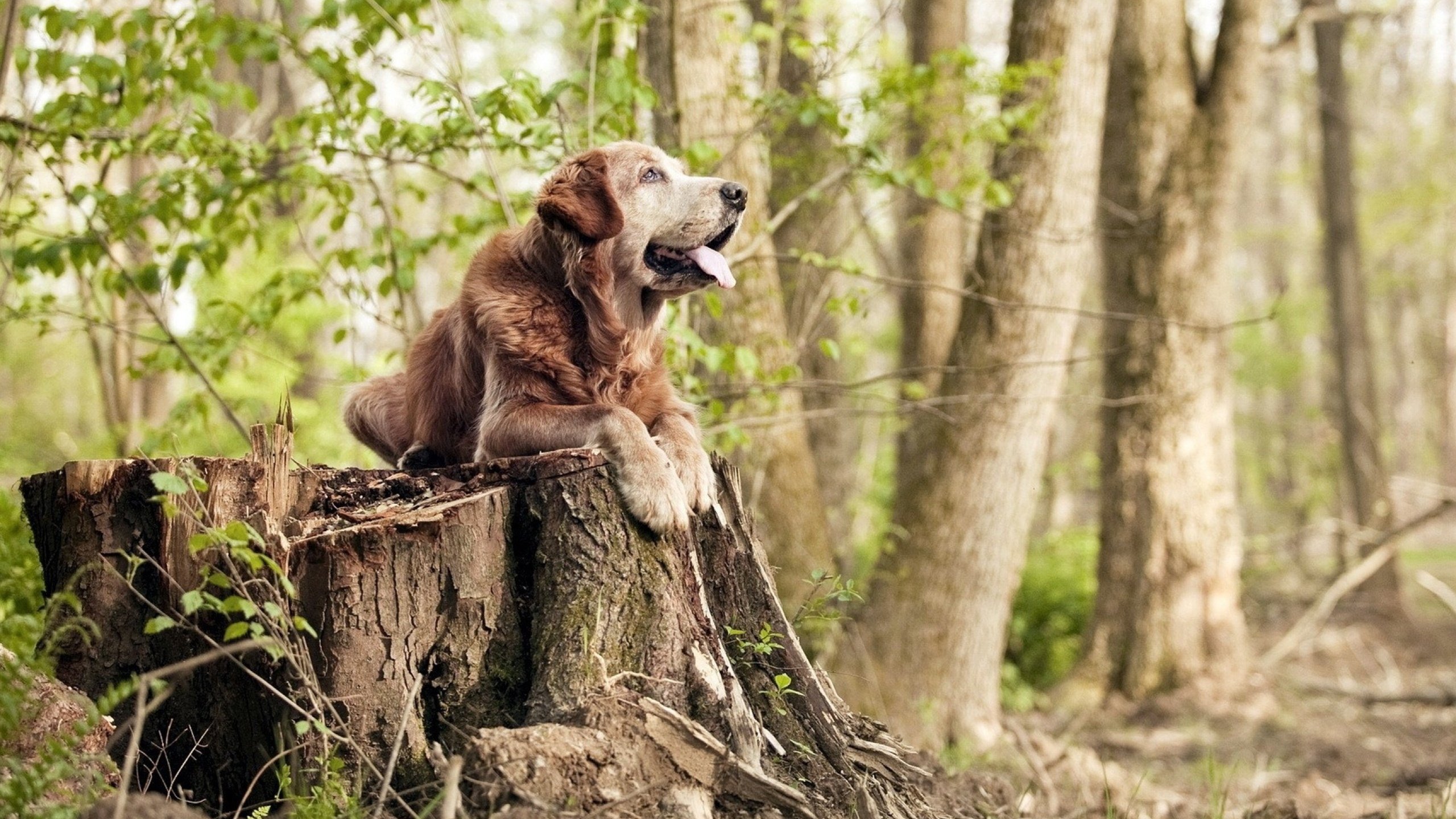 中国女篮强化攻防转换速度,中国女篮专机