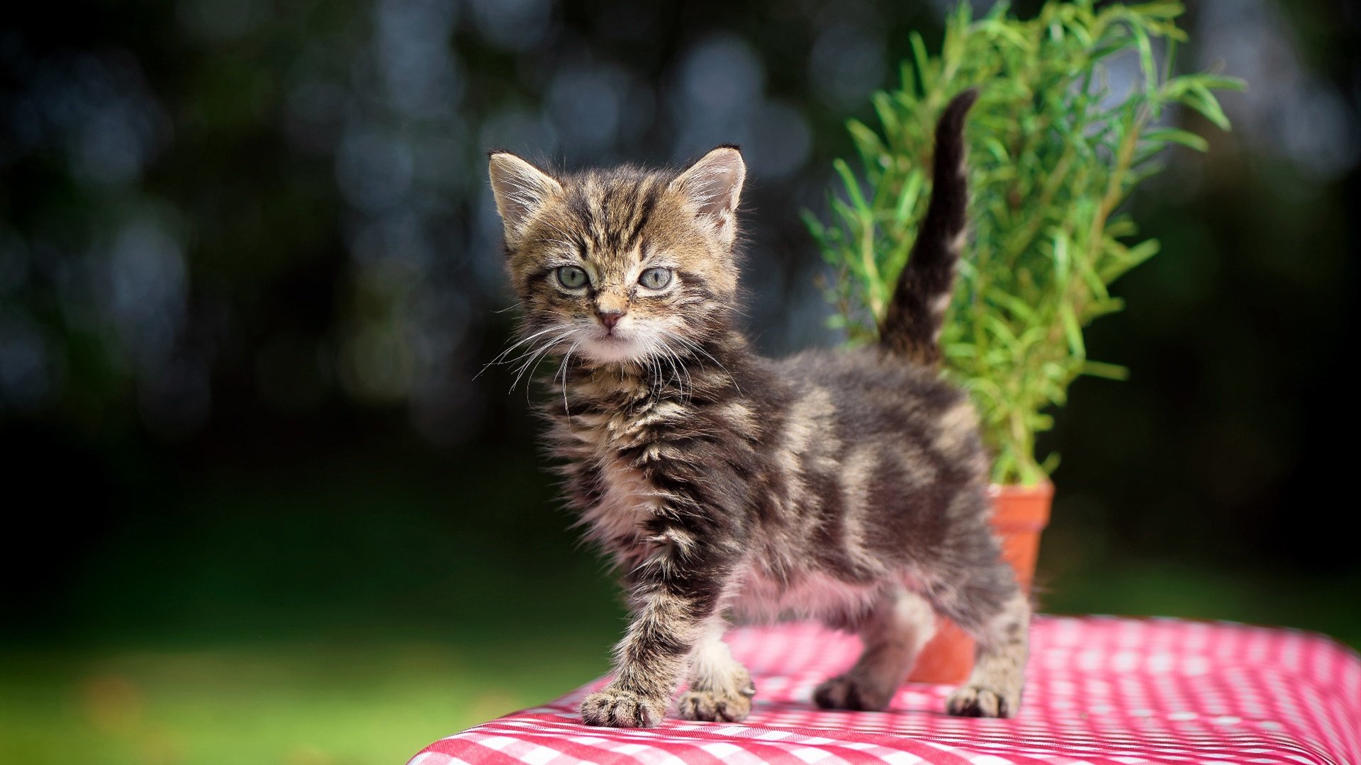 中超联赛国家队战胜 球员发挥稳定，中超 队伍