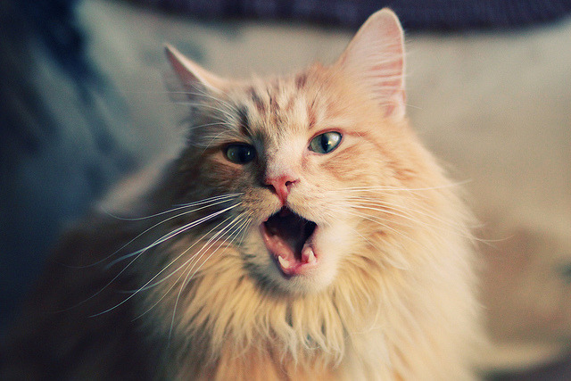 女篮新星职业首秀砍下两双表现惊艳，女球员篮球