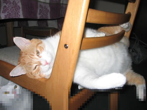 女子200自澳洲选手惊艳全场,澳大利亚女子200米自由泳