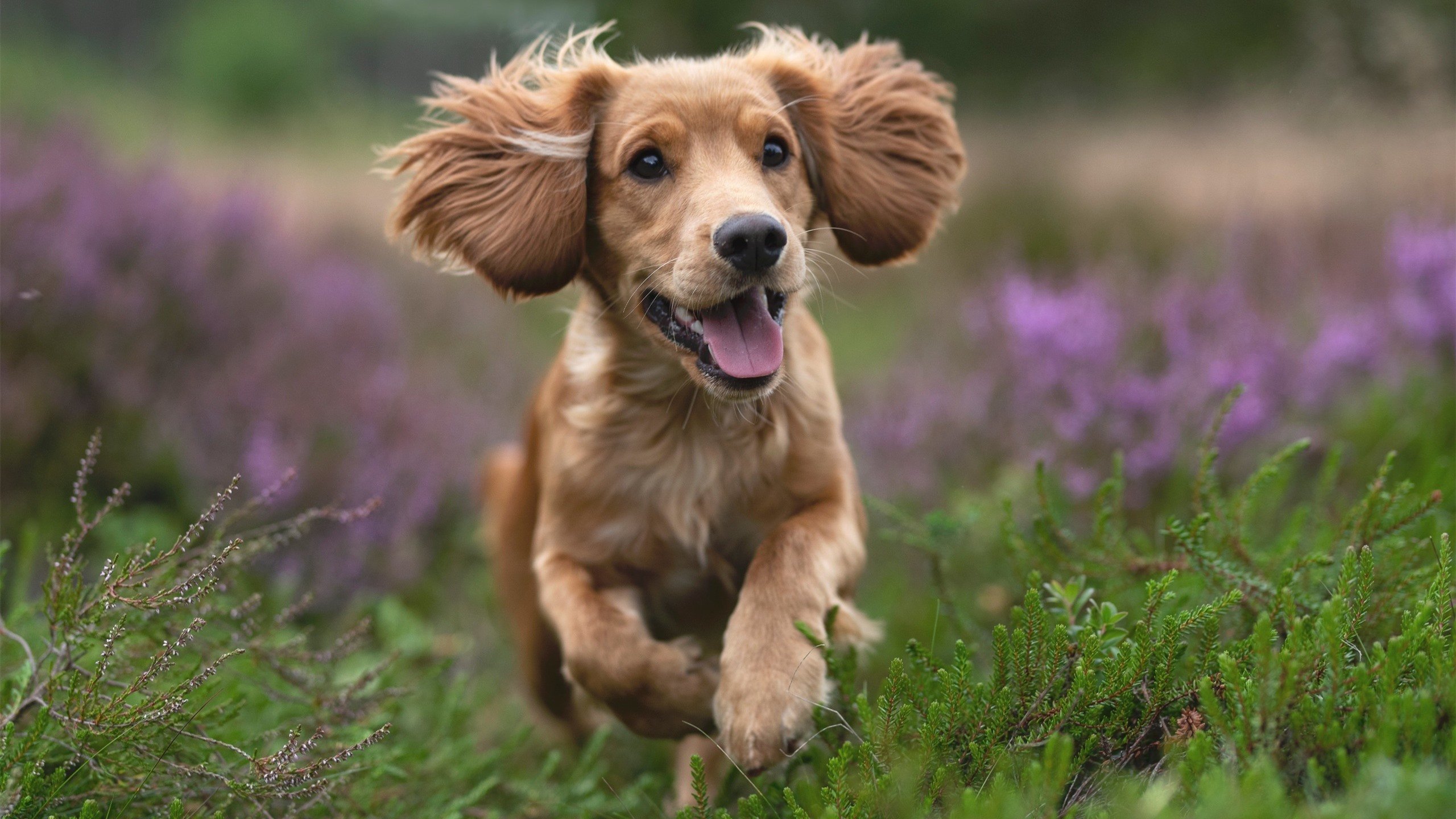 世界杯激情冲刺:高潮不断的黄金时段,世界杯片段