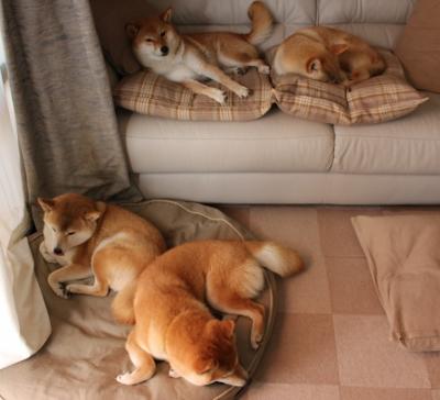 乌拉圭男篮在南美锦标赛中持续崛起，体育影响力不断扩大，乌拉圭篮球赛