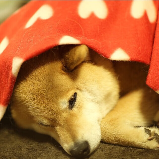 动作规范性与世界顶尖水平同步提升,动作规范到位