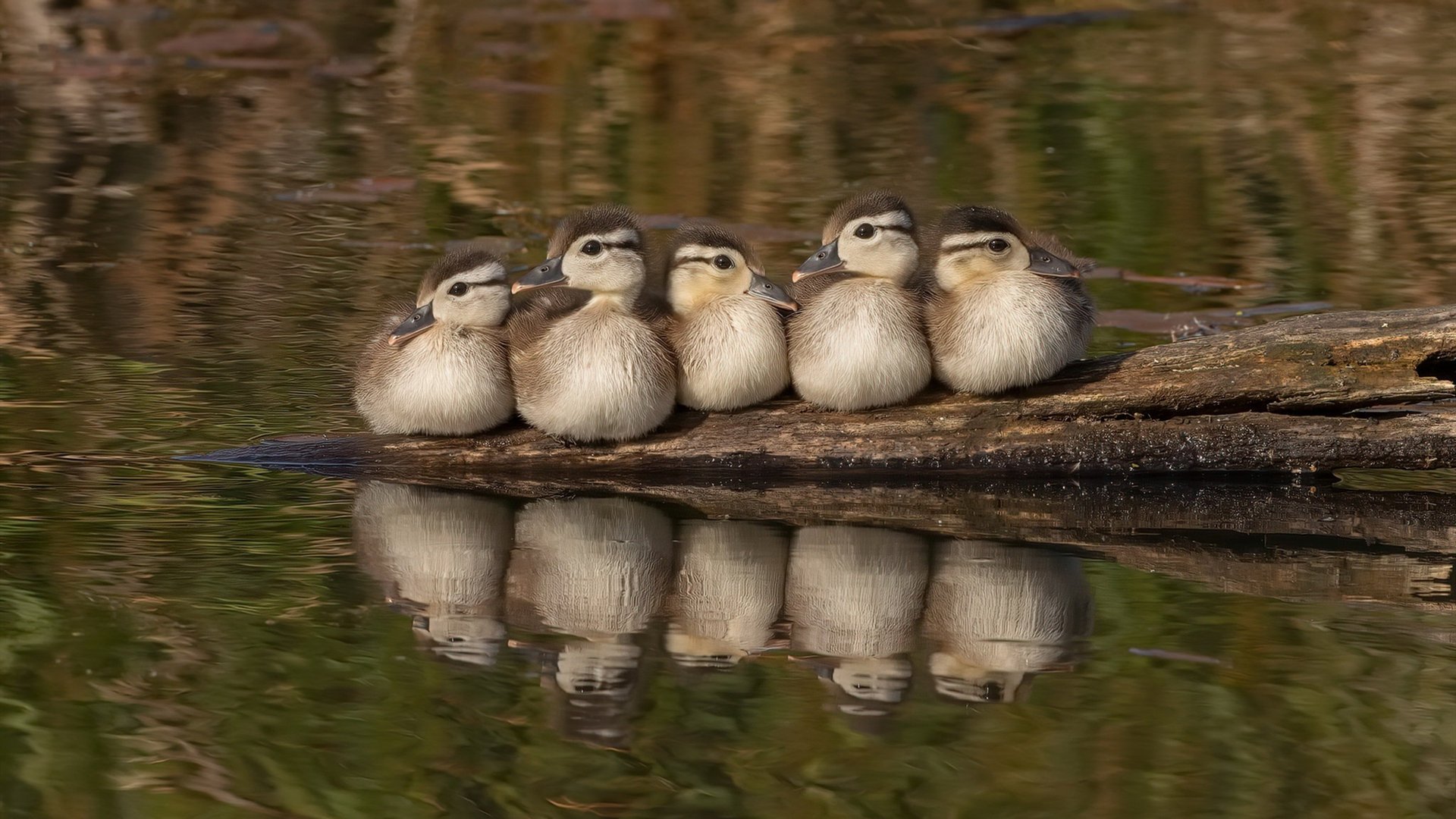 荷兰队在欧洲预赛中持续领先,晋级希望大增